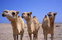 Three Dromedary camels {Camelus dromedarius} Desert, Bahrain, Middle East