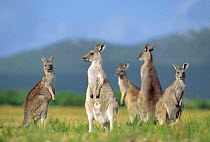 Group of Eastern grey kangaroos {Macropus giganteus} Victoria, Australia