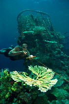 Spearfisherman on wreck of Japanese WWII ship 'Kasi Maru' sunk in 1944, Shortland Is. Solomon Is, Pacific. The wreck makes an artificial coral reef.