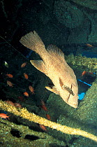 Brown spotted grouper inside wreck {Epinephelus chlorostigma} Solomon Is, Pacific japanese