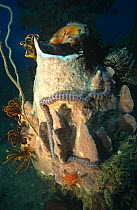Sponges, fish, and worms on an artificial coral reef that has developed on the wreck of a Japanese ship sunk in World War Two. Solomon Islands, Pacific