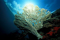 Acropora coral on Japanese World WarII shipwreck Kasi Maru Shortland Is Solomon Is, Pacific  Japanese fleet sunk by american warplanes in 1944