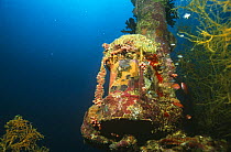 Mast light of Japanese WWII ship, which has formed an artificial reef in the Marovo lagoon, Solomon Islands