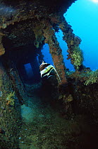 Moorish idol in wreck {Zanclus cornutus} Truk lagoon, Micronesia Pacific