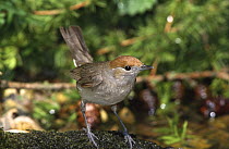 Female Blackcap {Sylvia atricapilla} Breckland, Norfolk, UK