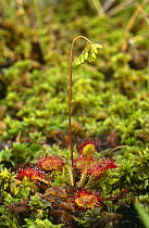 Common sundew {Drosera rotundifolia} UK