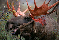 Moose eating velvet from antlers {Alces alces} Sarek NP. Sweden.