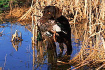 Brown / Chocolate Labrador retriever with duck in mouth -  working dog retrieving USA