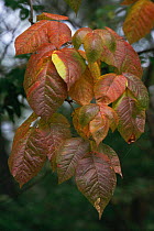 Poison ivy leaves {Rhus radicans} Illinois, USA, North America