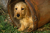 Wire haired dachshund, portrait in wooden barrel.