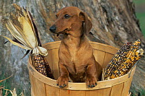 Smooth haired dachshund dog (Canis familiaris)
