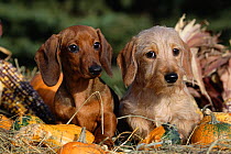 Dachshund dog puppies - smooth haired (left) and wire haired (right)