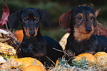 Dachsund dog puppies - smooth haired (left) and wire haired (right). Dark coloured