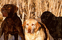 Three Labrador retriever dogs Chocolate / Brown, Golden and Black - breed colour variation