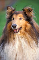 Rough collie dog head portrait {Canis familiaris} UK