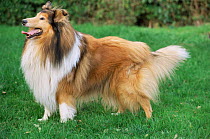Rough collie dog {Canis familiaris} UK