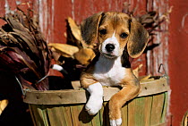 Beagle dog puppy {Canis familiaris}