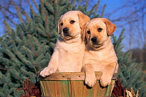 Golden Labrador retriever puppies {Canis familiaris} USA
