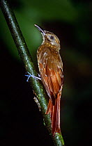 Olivaceous woodcreeper (Sittasomus griseicapillus) Costa Rica