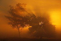 Mist at sunrise, Kalmthoutse Heide, Belgium