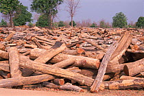 Teak wood logs for sale Madhya Pradesh, India