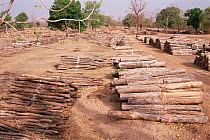Teak wood logs for sale, Madhya Pradesh, India
