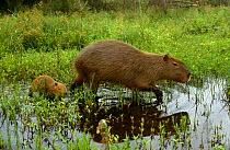 Capybara {Hydrochoerus hydrochaeris} female with young, Ibera marshes, Argentina