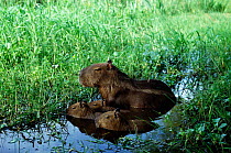 Capybara female with young {Hydrochoerus hydrochaeris} Ibera marshes, Argentina