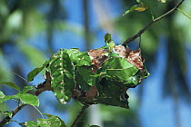 Weaver ant's nest made out of leaves {Oecophylla sp} Thailand
