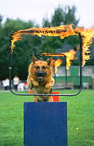 Alsatian (German shepherd) dog leaping through fire ring in display,  UK