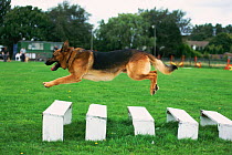 Alsatian (German shepherd) dog jumping long jump in display. UK
