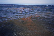 Krill at sea surface {Euphausiacea} Monterey Bay, CA, USA
