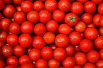 Tomatoes {Lycopersicon esculentum}