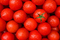 Tomatoes {Lycopersicon esculentum}