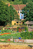 Urban allotment gardens with garden sheds, Bristol, UK.