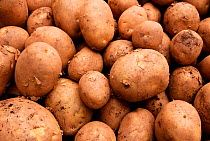 Potatoes {Solanum tuberosum} UK