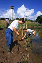 Volunteers create reed beds for Bitterns, Chew valley, Somerset, UK