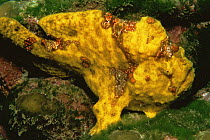 Bloody frogfish {Antennarius sanguinaeus} Cocos Island, Costa Rica