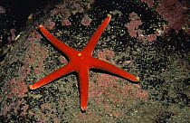 Bloody Henry starfish {Henricia oculata} Josenfjord, Norway