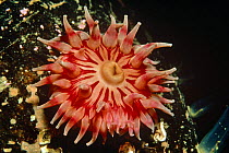 Dahlia anemone tentacles open (Tealia felina) Josenfjord, Norway
