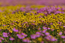 Daisies {Asteraceae} in bloom after rains. Nieuwoudtville, Namaqualand, South Africa