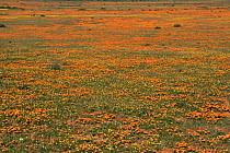 {Gazania} plants in bloom after rains. Nieuwoudtville, Karoo desert, Namaqualand, South Africa