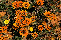{Gazania} flowers in bloom after rains. Nieuwoudtville, Karoo desert, Namaqualand, South Africa