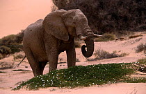 African elephant {Loxidonta africana} bull feeding on dune parsley, Hoanib flood plain, Skeleton Coast NP, Namibia
