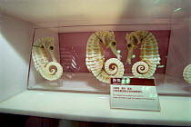 Dried Seahorses {Hippocampus} sold for medicine. Kowloon, Hong Kong, China.