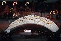 Ivory carving for sale Kowloon, Hong Kong, China