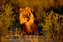Lion male {Panthera leo} Kalahari Gemsbok, South Africa