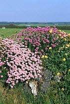 Stone wall / Hedgerow with Thrift {Armeria maritima} + Kidney vetch {Anthyllis vulneraria} Cornwall UK