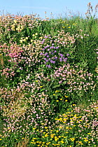 Grassy bank with flowering Thrift {Armeria maritima} and Kidney vetch {Anthyllis vulneraria} Cornwall, UK