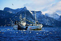 Fishing boat hauling in Herring catch, surrounded by seagulls, Tysfjord, Norway